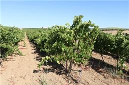 Antão Vaz, a casta que gosta de olhar para a Serra do Mendro