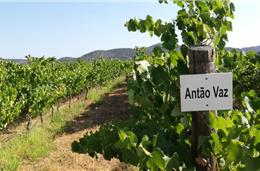 Vinhos: CVRA do Alentejo aposta na redução de CO2