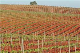 Vinhas da Ira : Um grande vinho de Beja