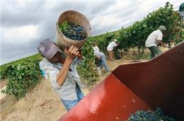 Alentejo: Produção de vinho deverá chegar a 120 milhões de litros