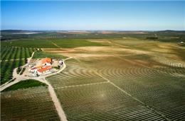 Os (verdadeiros) vinhos de Pias, que conquistaram o país