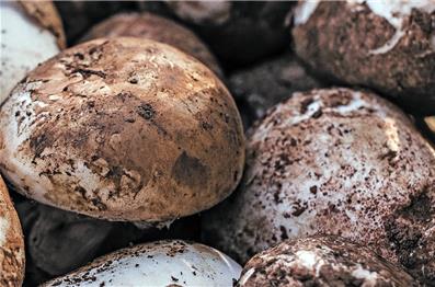 Festival Silarca preserva “natureza, costumes e tradições”