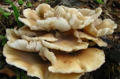 Crónica de Vergílio Gomes: Nova receita de repolgas