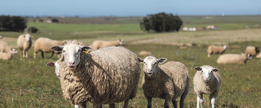 Novo serotipo da febre azul ataca rebanhos do Alentejo