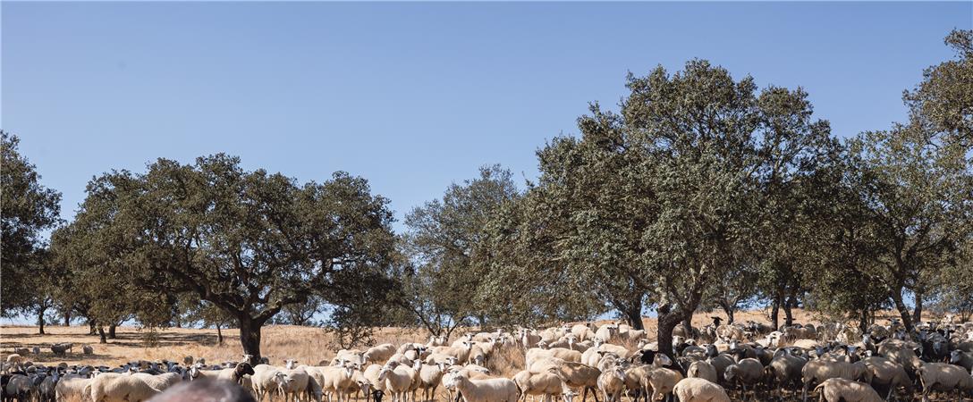 Língua azul ataca novamente rebanhos de ovinos no “Campo Branco”