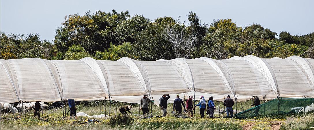 Plataforma laboral para imigrantes  vai ser criada em Beja, no início de 2027