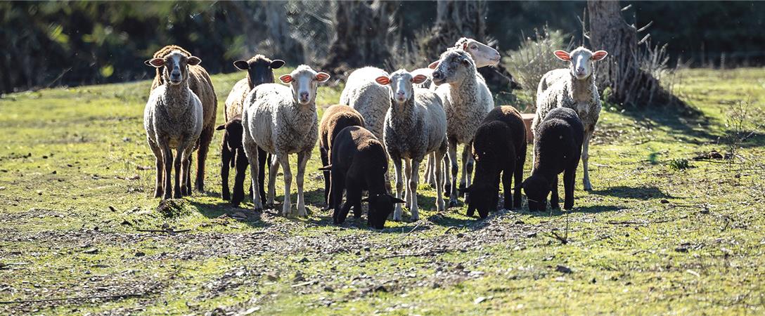 Governo incentiva criação de ruminantes de forma a reduzir o risco de incêndios