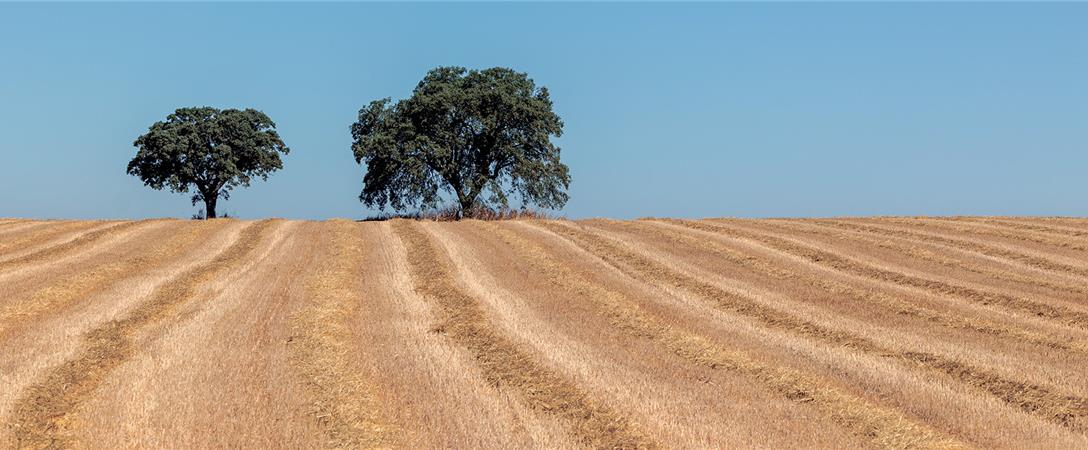Metade das câmaras do distrito de Beja sem plano municipal de ação climática