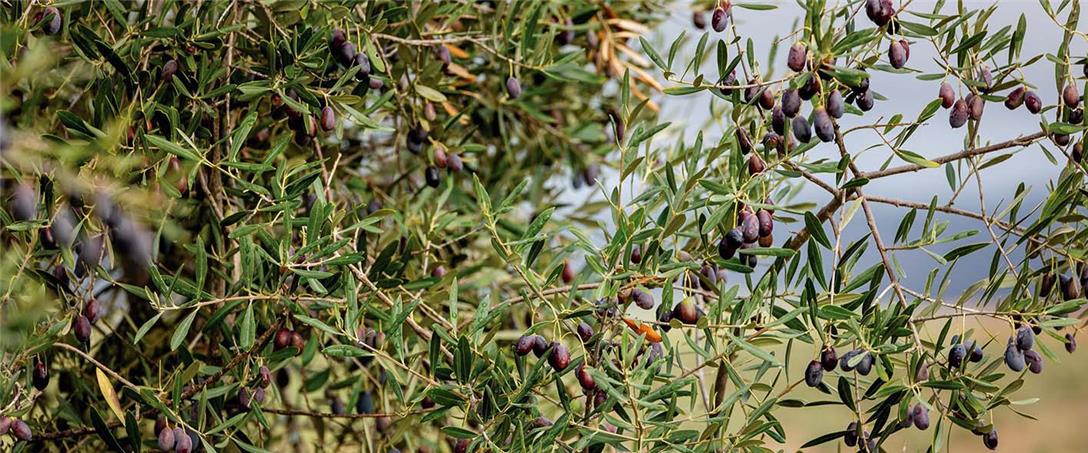 Foto| Ricardo Zambujo