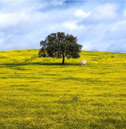 Foto| Ricardo Zambujo