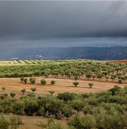 Foto | Ricardo Zambujo