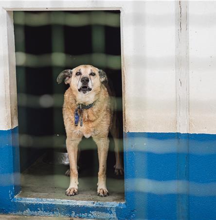 Fotos | Ricardo Zambujo