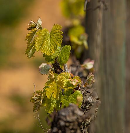 Foto | Ricardo Zambujo