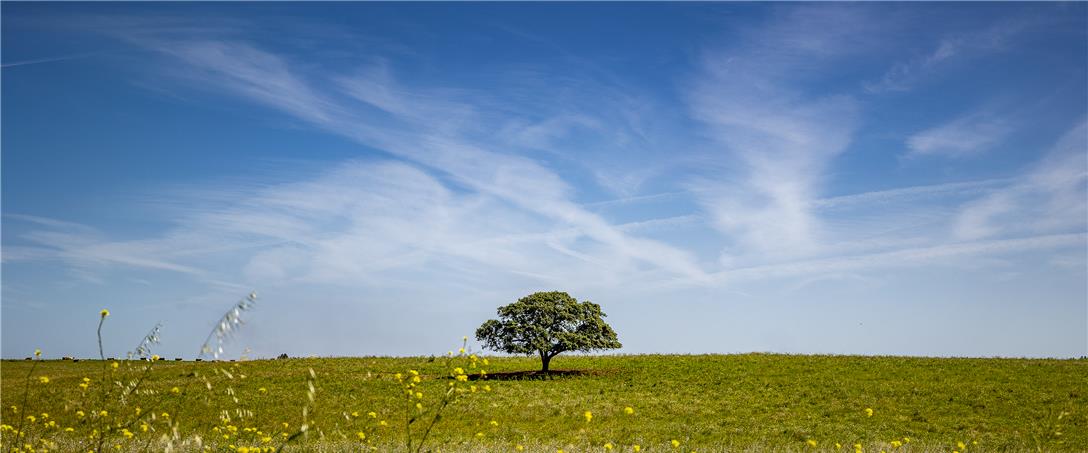Foto | Ricardo Zambujo