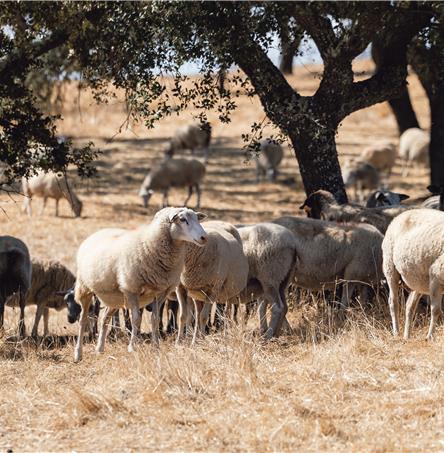 Foto | Ricardo Zambujo