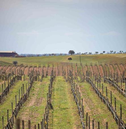 Foto | Ricardo Zambujo