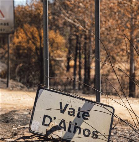 Fotos | Ricardo Zambujo