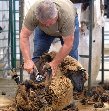 Foto | ACOS – Associação de Agricultores do Sul