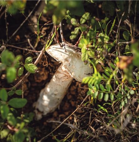 Foto | Ricardo Zambujo