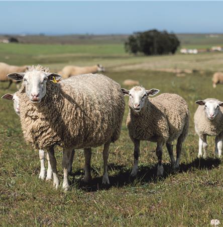 Foto | Ricardo Zambujo