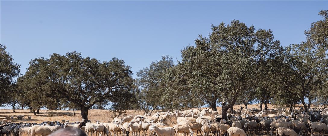 Foto | Ricardo Zambujo