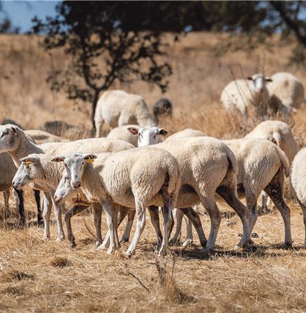 Foto | Ricardo Zambujo