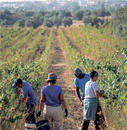 Foto| Ricardo Zambujo