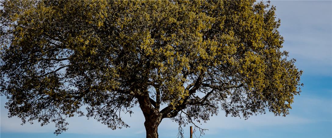 Foto| Ricardo Zambujo