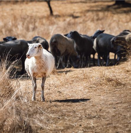 Foto | Ricardo Zambujo