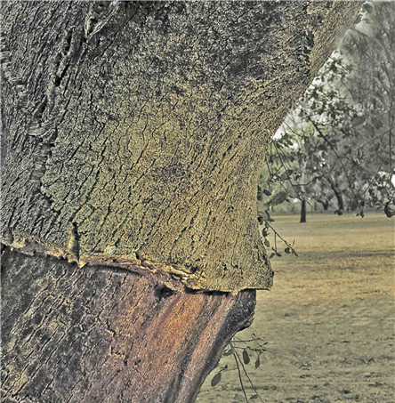 Foto | José Ferrolho/Arquivo