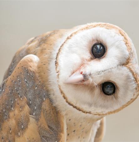 Foto | CM Castro Verde