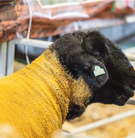 Foto | Ricardo Zambujo