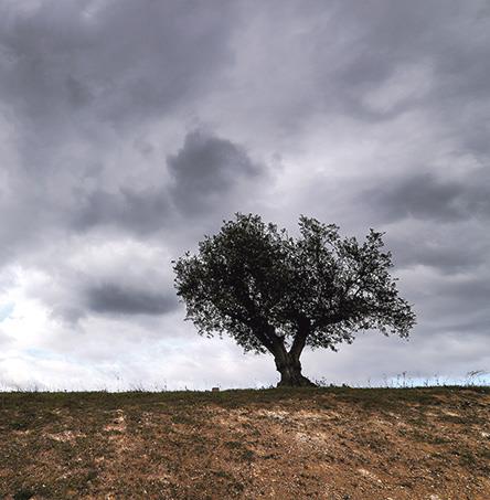 Foto | Ricardo Zambujo
