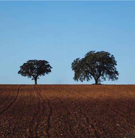 Foto | Ricardo Zambujo