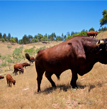 Foto | Ricardo Guerreiro