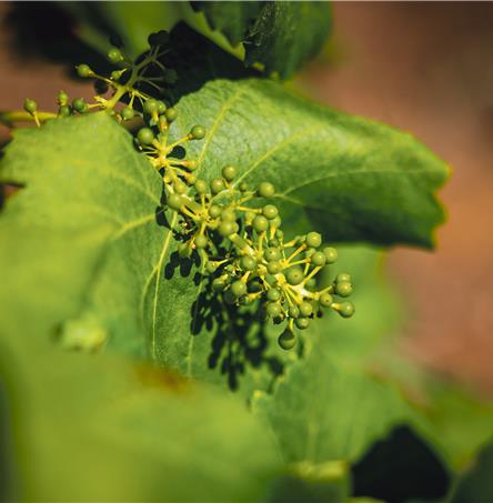 Foto | Ricardo Zambujo