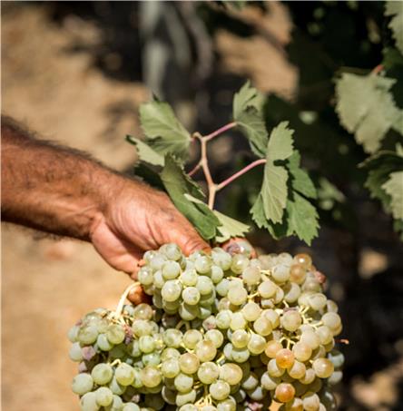 Foto | Ricardo Zambujo