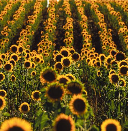 Foto | Ricardo Zambujo