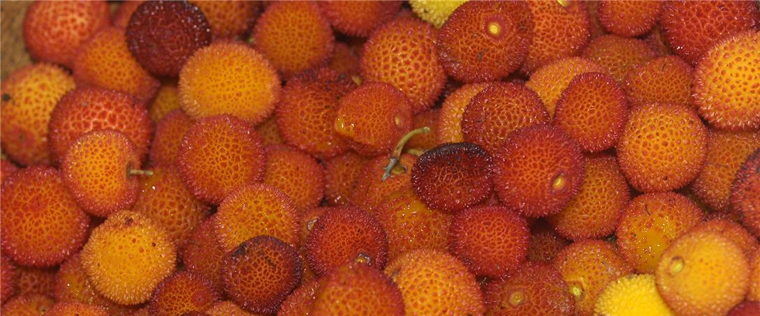 Foto | José Frrolho/Arquivo