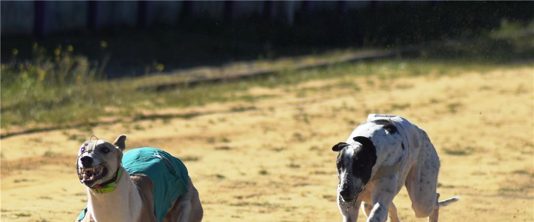 Foto| Firmino Paixão