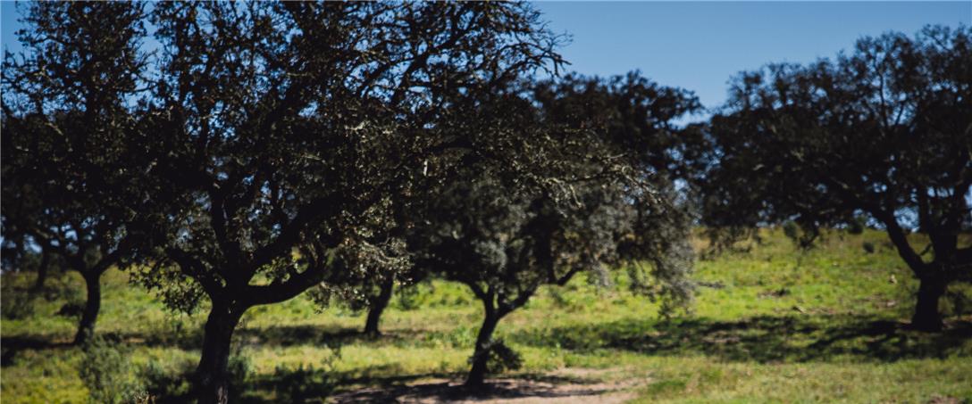 Foto| Ricardo Zambujo