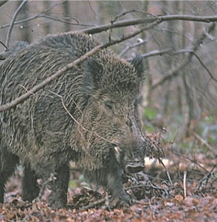 Foto | Ricardo Cortes-Wildscape (arquivo)
