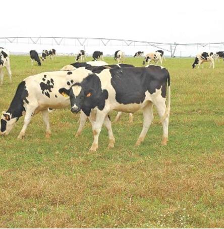 Foto | José Serrano